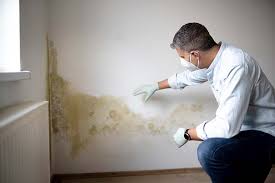 Best Black Mold Removal  in Moundridge, KS